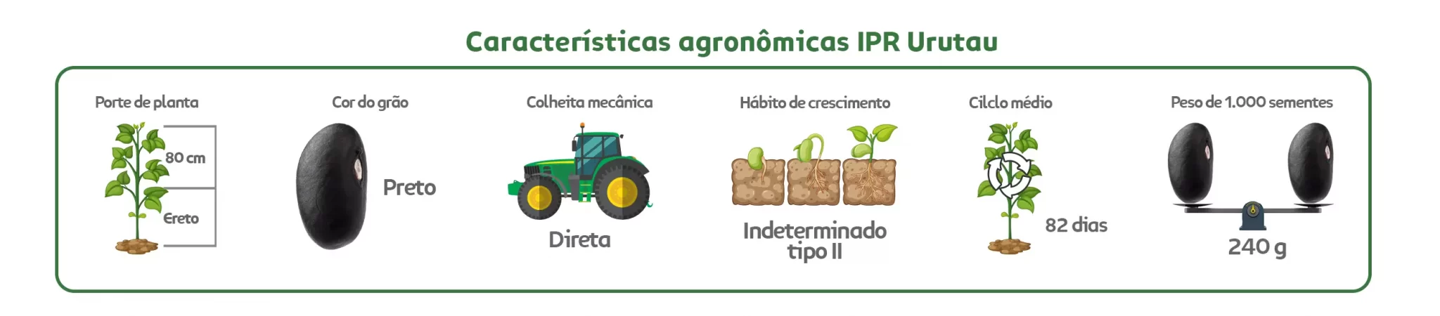 Características agronômicas Feijão Preto Urutau