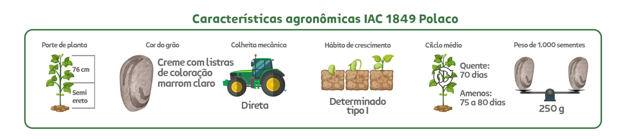 Características agronômicas Feijão Carioca IAC 1940 Polaco