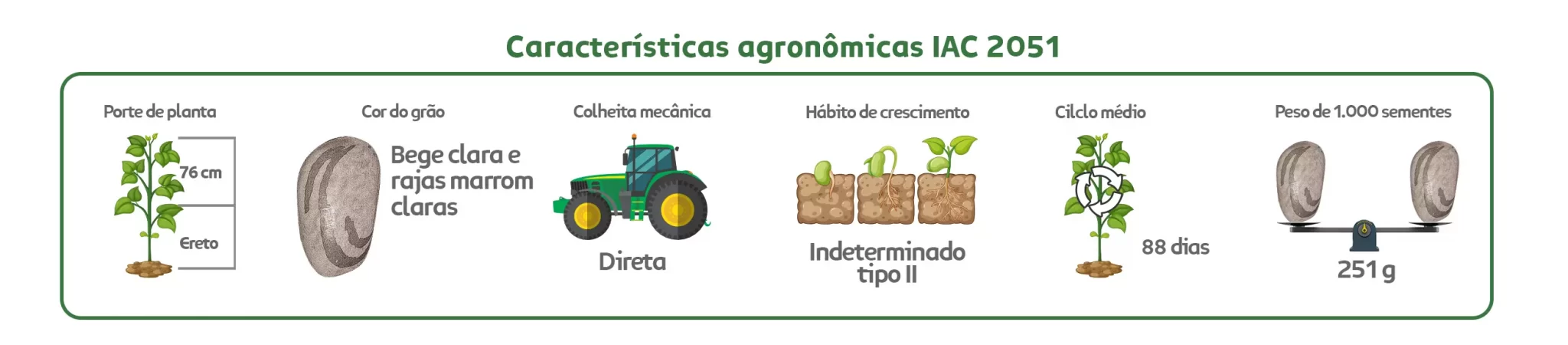 Características agronômicas IAC 2051