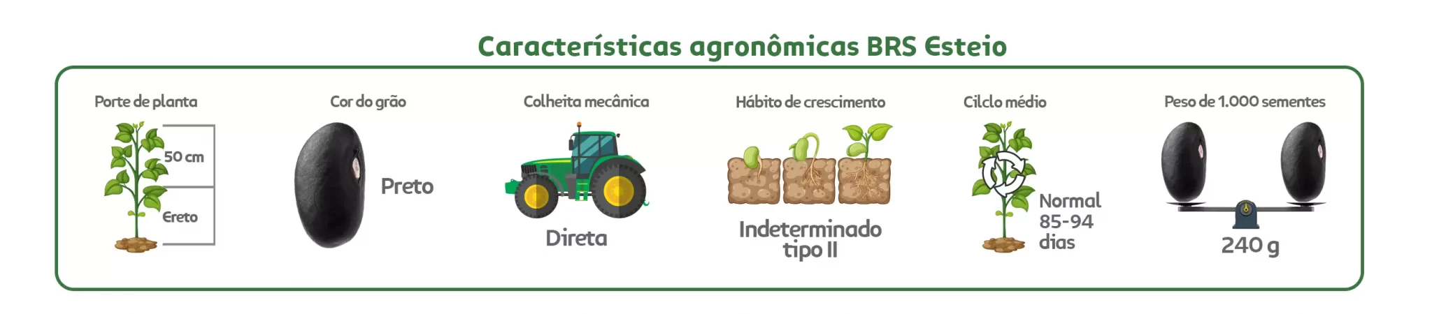 Características agronômicas Feijão Preto BRS Esteio